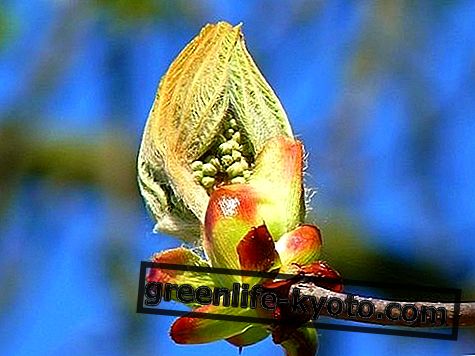 Chestnut Bud, tudo na flor de Bach
