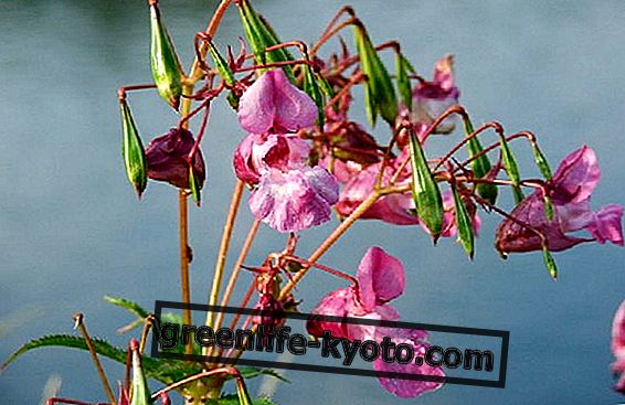 Impatiens, the Bach flower to restore calm