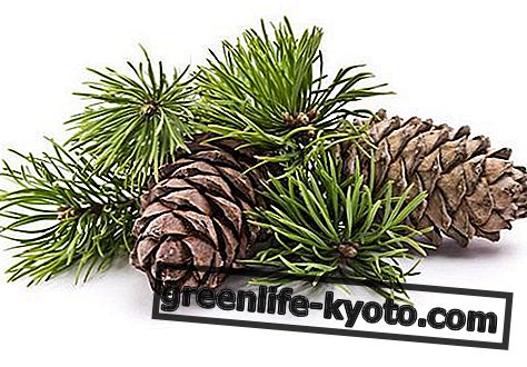 Pine: properties, use and contraindications
