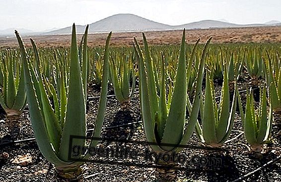 Aloe: la panacée pour tous les maux