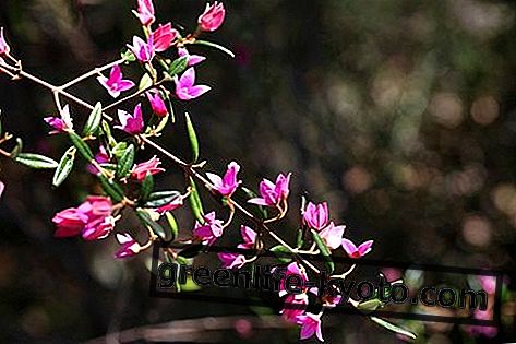 Sydney Rose, australiensisk blomstermedel