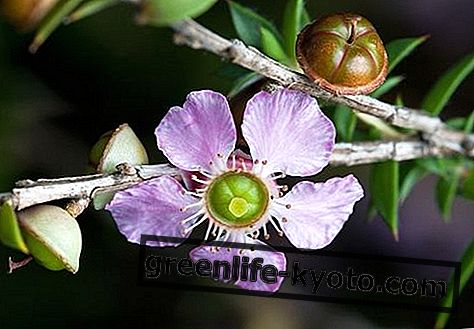 Persiku ziedu tējas koks, Austrālijas ziedu līdzeklis