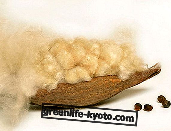 Cotton oil, all uses and properties