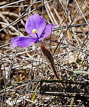 Bush Iris, remedio floral australiano