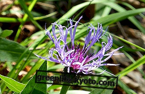 Kuradi küünis (Harpagophytum procumbens)