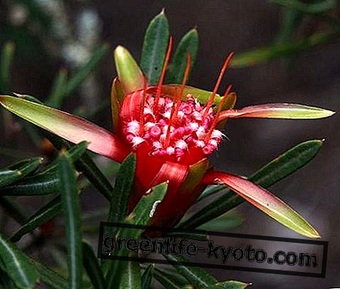 Gunung Syaitan, ubat bunga Australia