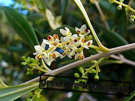 Oliivid, kõik Bachi lillel