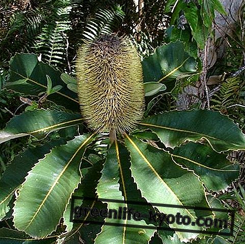 Banksia Robur, австралійський квітковий засіб