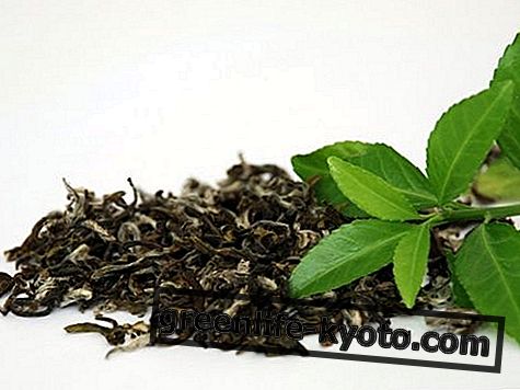 Green tea: properties, use, contraindications