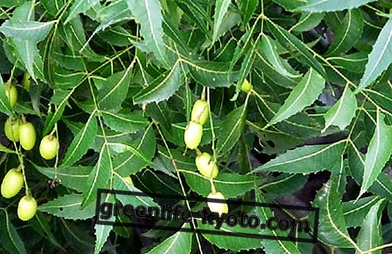Propiedades y aplicaciones del aceite de neem.