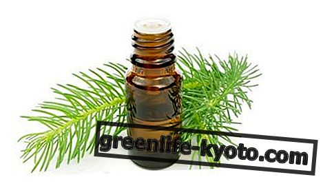 Pine essensielle olje: egenskaper, bruk og kontraindikasjoner