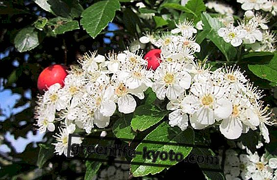 Hawthorn: methods of use and contraindications