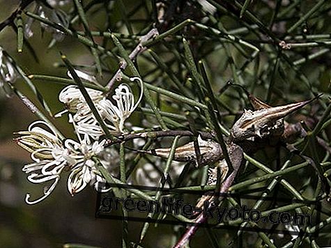 Dagger Hakea, Austraalia lille parandusvahend