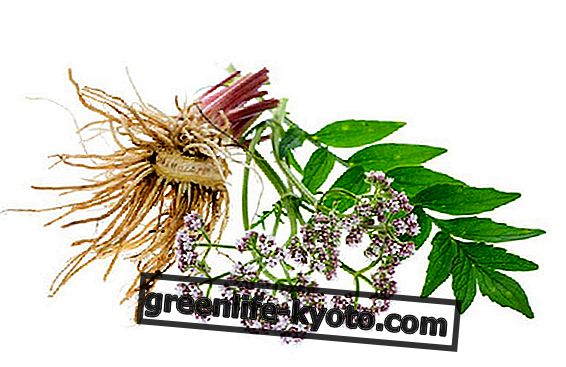 Seasonal change anxiety, how to relieve it with valerian