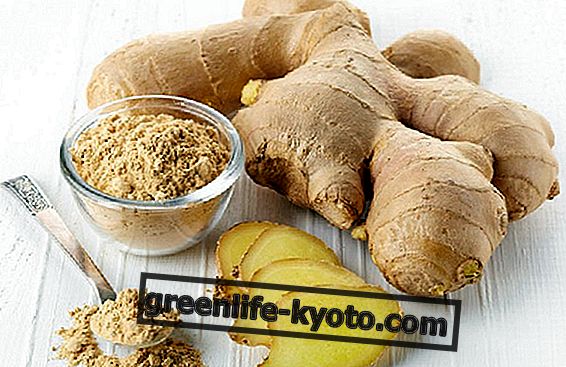 Ginger, the spice with healing properties
