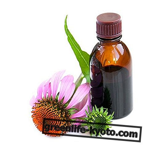 Echinacea-Urtinktur: Zubereitung, Eigenschaften und Verwendung
