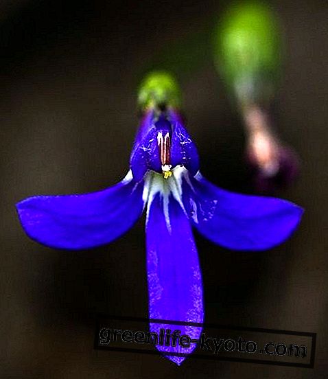 Angelsword, Avustralya çiçeği ilacı