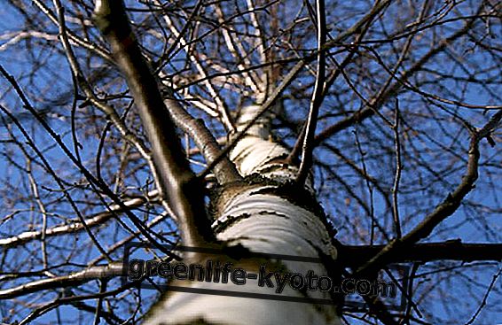 Gemmoder, pridobljen iz soka: izsuševalna sila breze