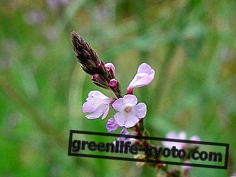 Verbena officinalis 에센셜 오일 : 속성, 사용 및 금기