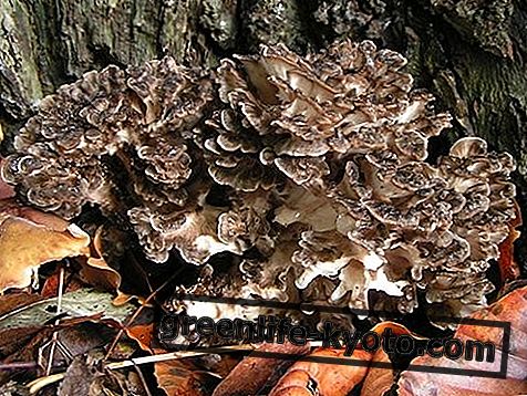 Maitake, when and how to use it