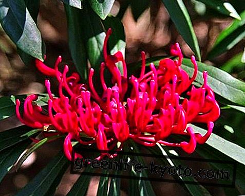 Monga Waratah, remedio floral australiano