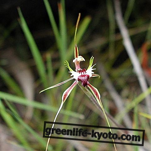 Green Spider Orchid, australiensisk blomma botemedel