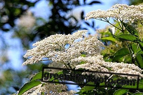 Elderberry mother tincture: preparation, properties and use