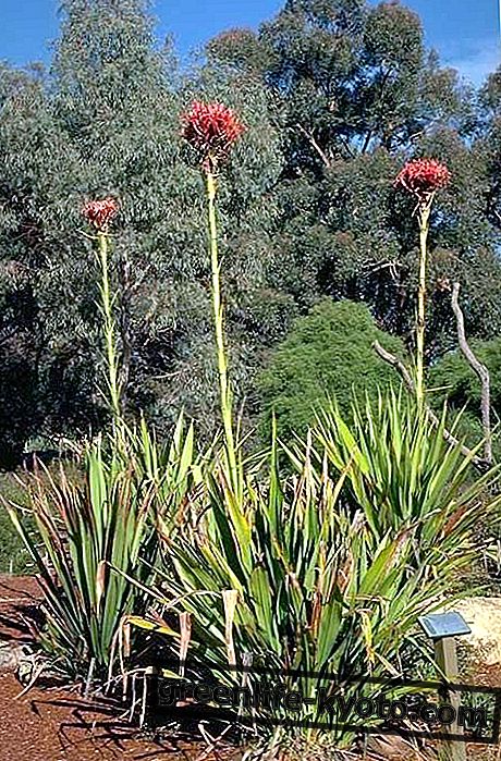 Gymea Lily, Australische bloemenremedie