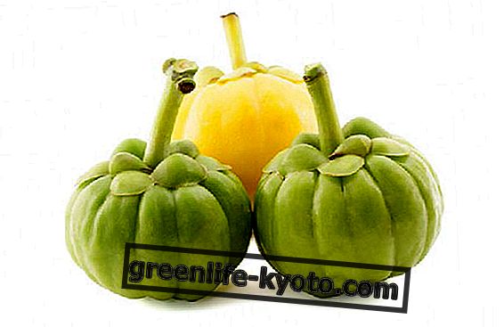 How to lose weight with garcinia