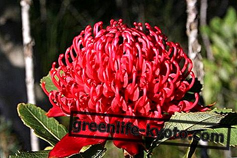 Waratah, австралийское цветочное средство