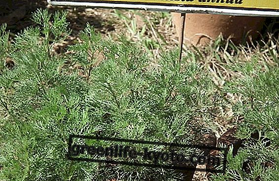 Artemisia annua: de eigenschappen van de plant gedefinieerd als magie