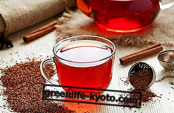 Rooibos: žolelių arbata, turinti daug vitamino C