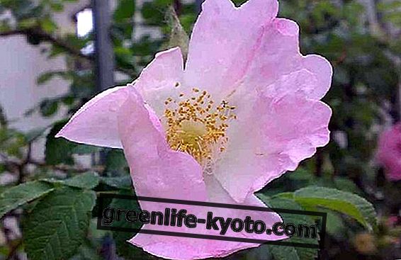 Wilde Rose, lilleline olemus, mis paneb sind uuesti armuma.