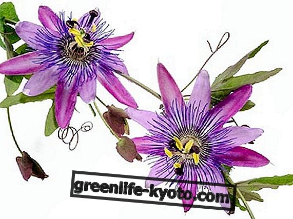 Nervousness?  Try the passion flower