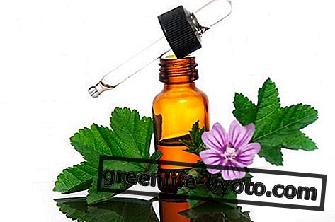 Mallow essential oil: properties, use and contraindications
