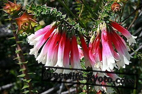 Naiste tasakaal, Austraalia lilled, mis on pühendatud naistele