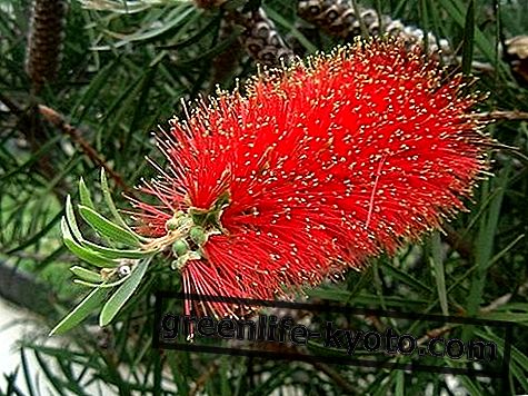 Bottlebrush, austrálsky kvet náprava