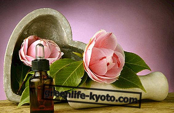 Camellia seed oil, benefits and use