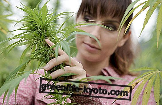 Hemp, the plant of which nothing is thrown away