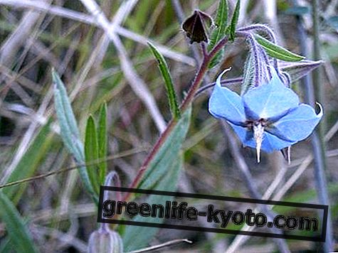 Rough Bluebell, australsk blomstermiddel