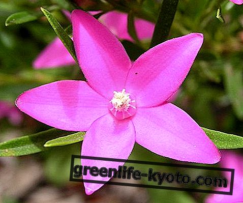 Crowea, Austraalia lille parandaja