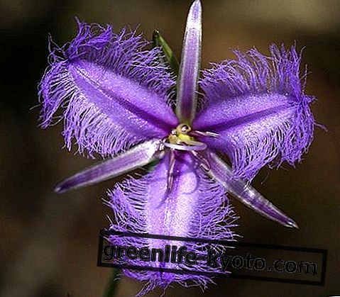 Фіолетовий, багетний, австралійський квітковий засіб