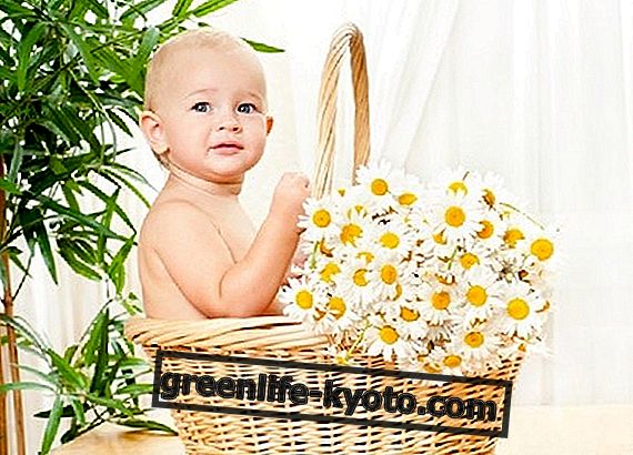Kamille för spädbarn och barn