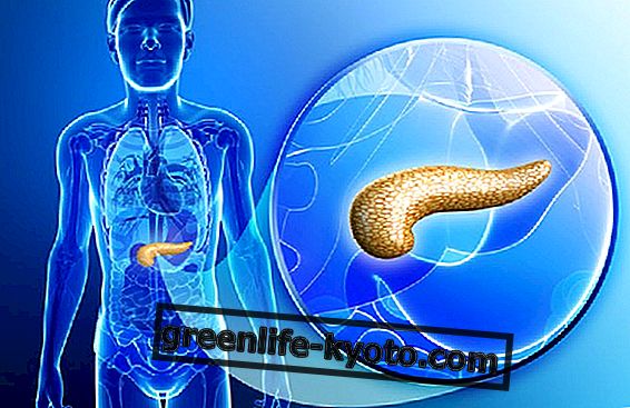 What are the functions of the pancreas