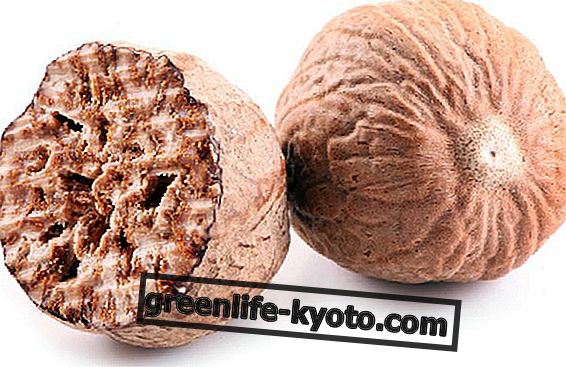 Foie de noix de muscade: ce que cela signifie et comment le guérir