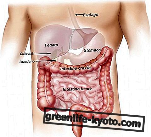 Gallbladder, disorders and all remedies