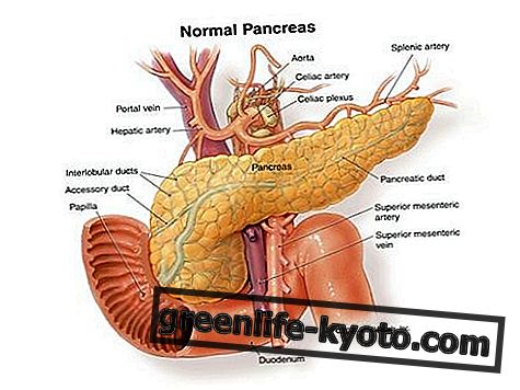 Pankreas, motnje in vsa zdravila