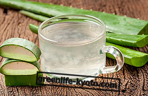 Aloe Vera the benefits for digestion