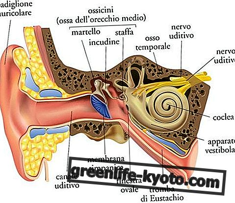 Tinnitus: symptomen, oorzaken, alle remedies