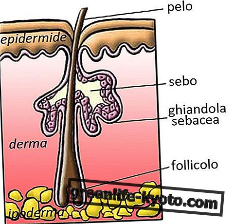 Seborrhea: symptomer, årsager, alle retsmidler